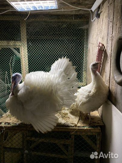 Индюки белые