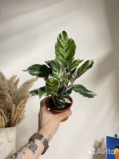 Калатея white fusion