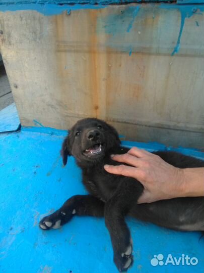 Щеночки в добрые руки