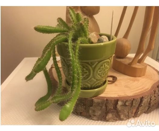 Питахайя красная. Драконий фрукт