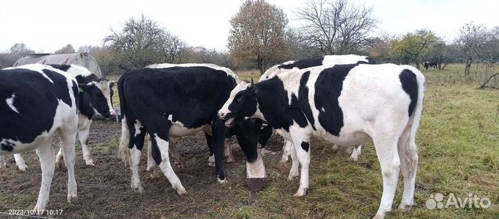 Быки на мясо живым весом