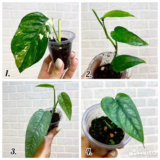 Эпипремнумы сциндапсусы