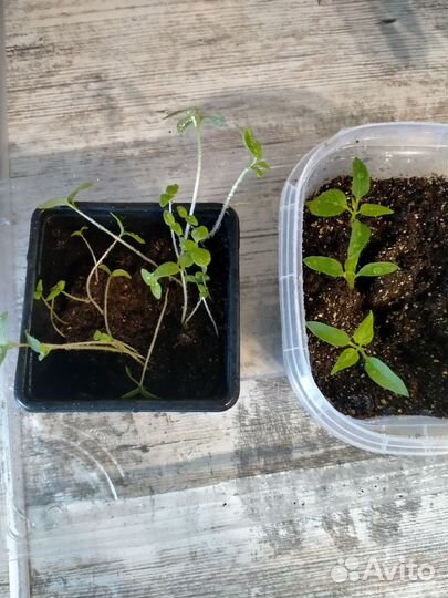 Стеклянные банки 0.5 л, рассада