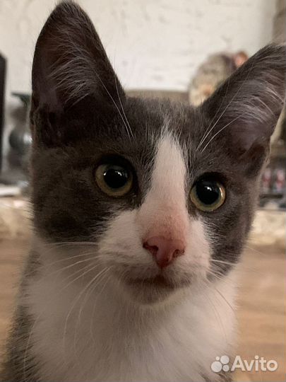 Котенок серый с белым 3 мес