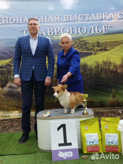Девочка вельш-корги пемброк