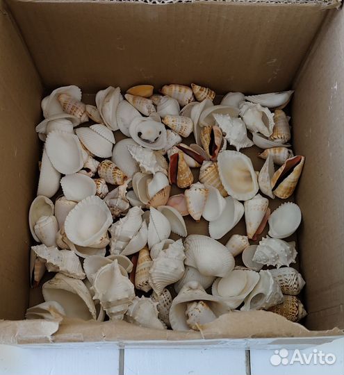 Морские ракушки и звезды