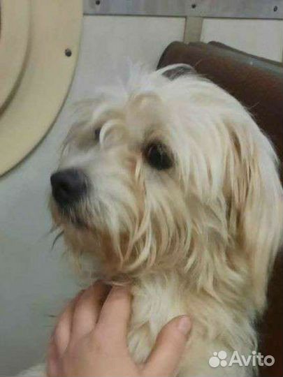 Найдена собака