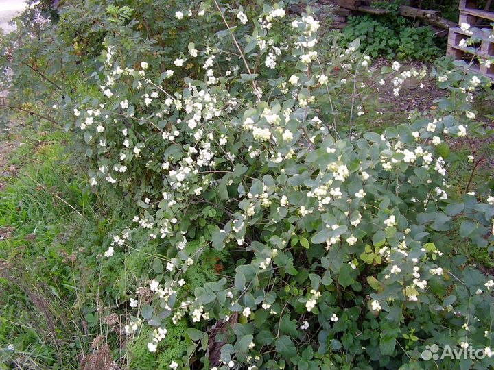 Снежноягодник, спирея, пузырепдлодник,рябинник