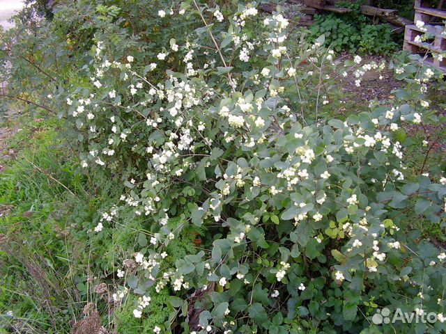Снежноягодник, спирея, пузырепдлодник,рябинник