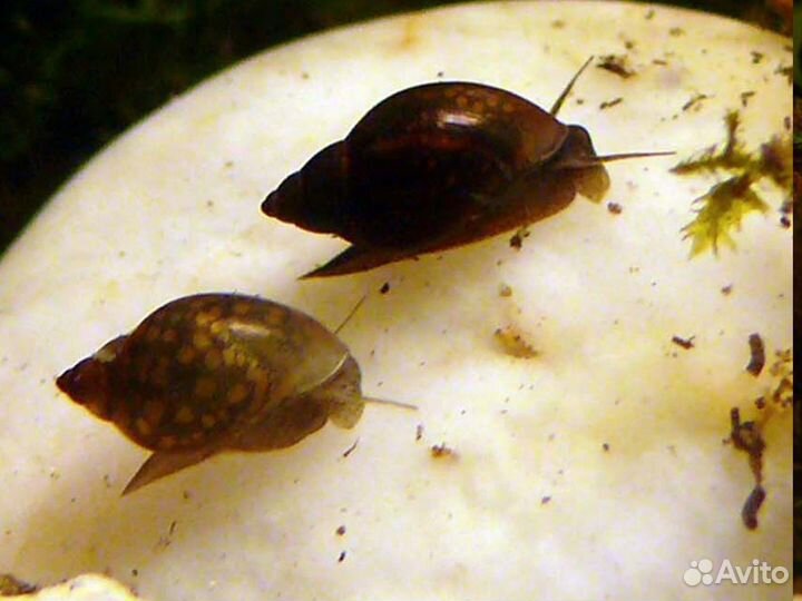 Улитки аквариумные физа и катушка / Роголистник