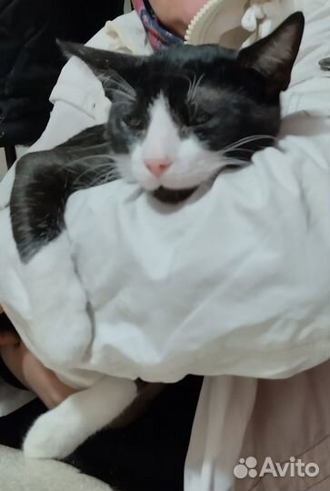 Ищем дом этому бедолаге