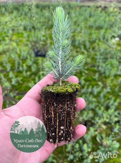 Зкс и окс Сосна Ель Лиственница сеянцы Голуб горн