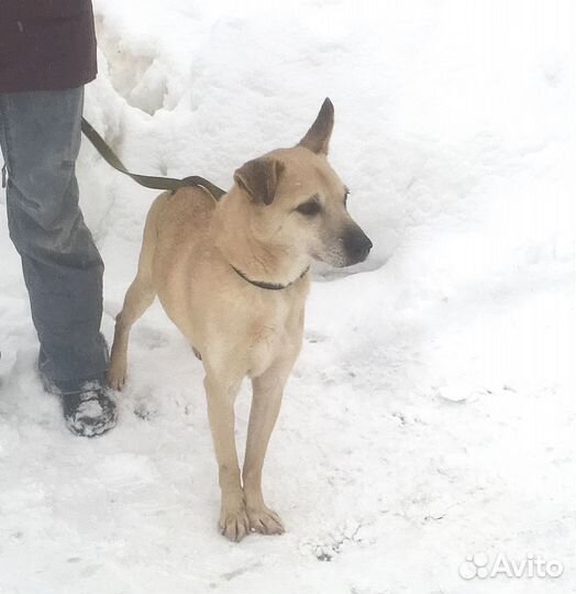 Малыш Ронни