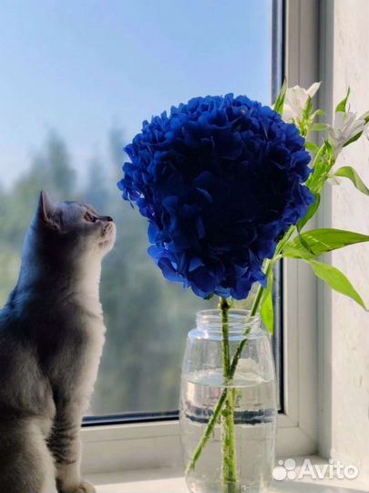 Шотландские коты