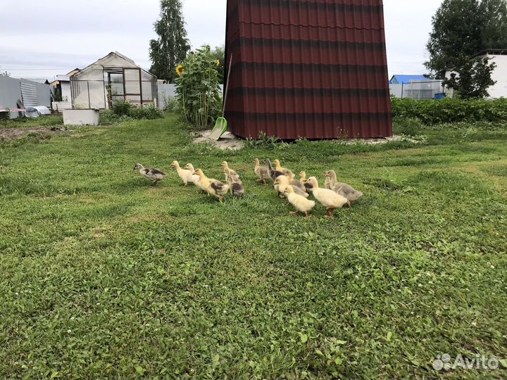 Гусь Серый,Линда