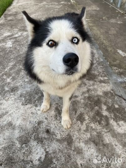Сибирский хаски ищет дом