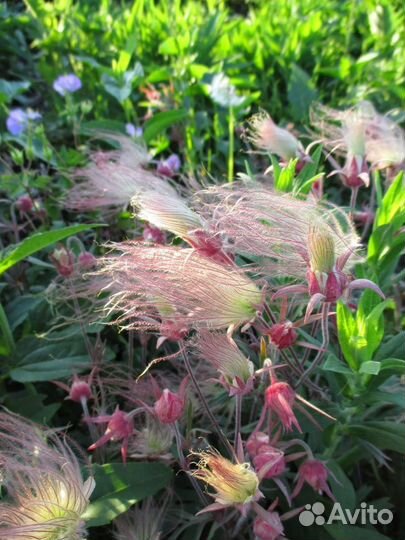 Geum Triflorum (гравилат, Роза де Сарон) семена
