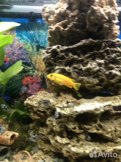 Цихлида, лабидохромис желтый