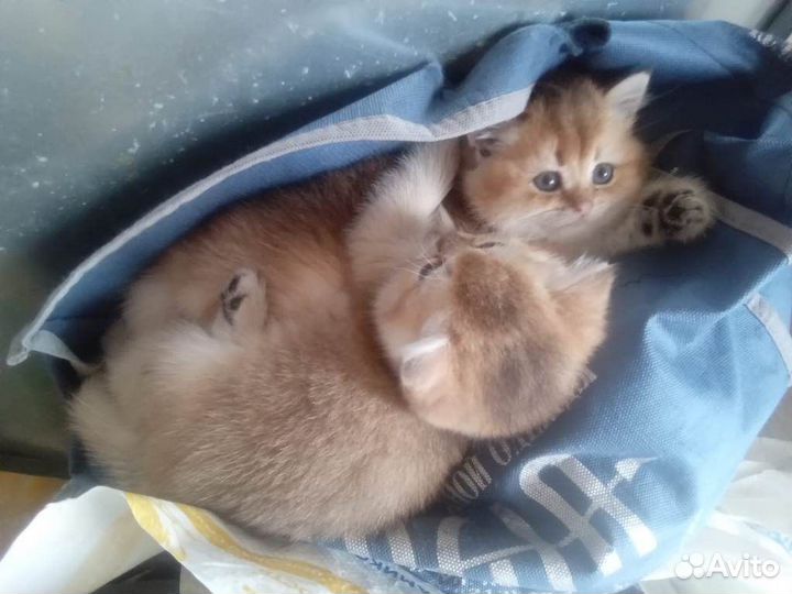 Британские золотые котята шиншиллы