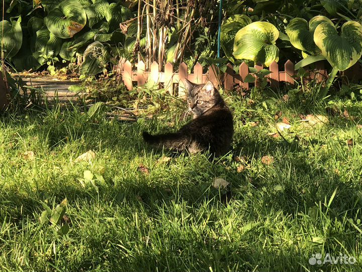 Котёнок от деревенской кошки