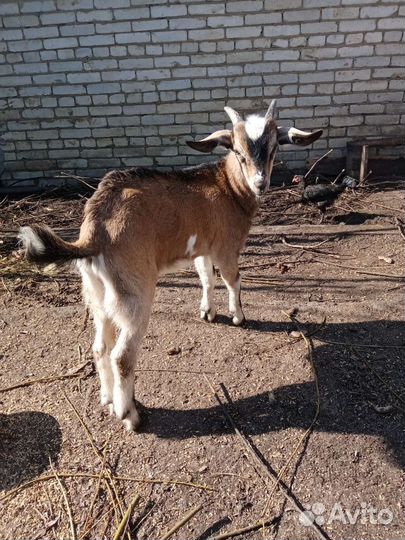 Продаю козла