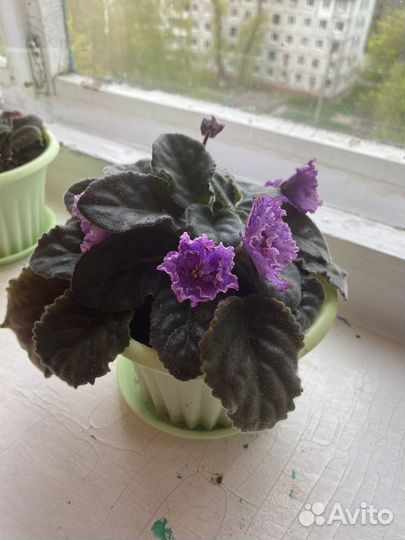 Фиалка в горшках