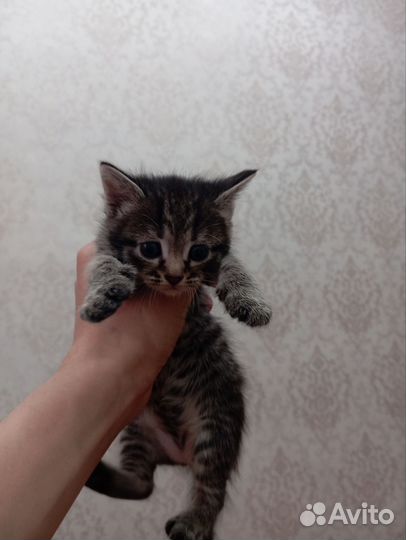 Отдаем котят в добрые руки