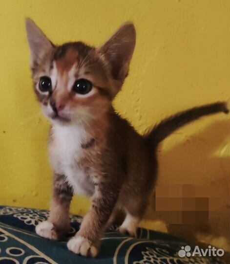 Полуабиссинские котята