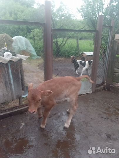 Бычки и телята