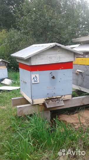 Пчелы. Ульи