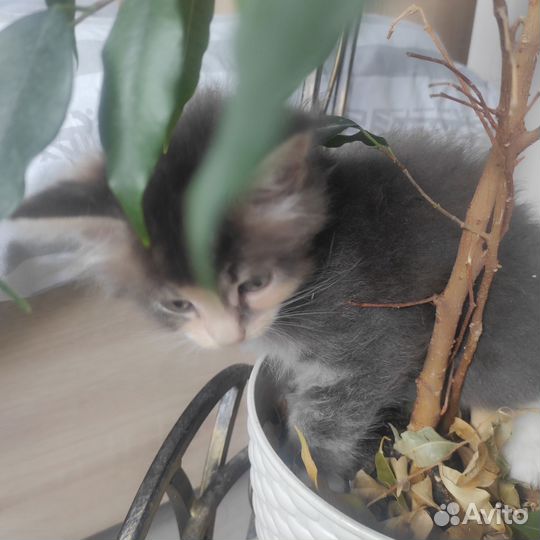 Кошечка Мейн Кун