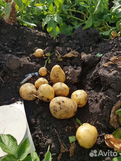 Продам картофель с бесплатной доставкой