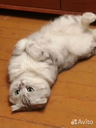 Кот в добрые руки