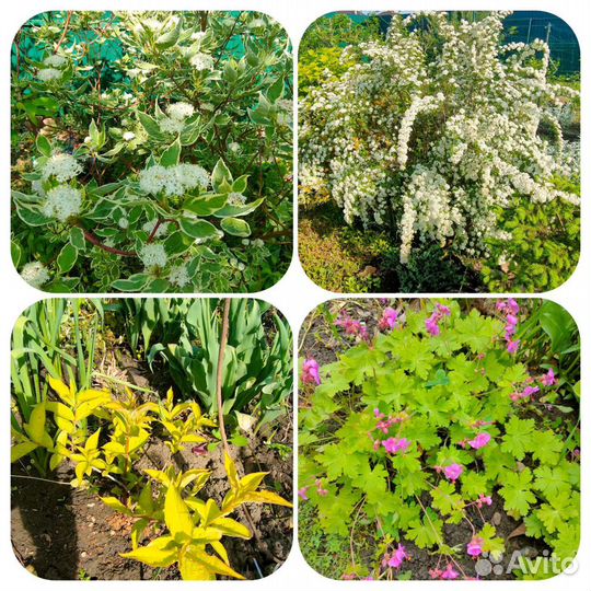 Растения многолетники садовые, саженцы, кустарники