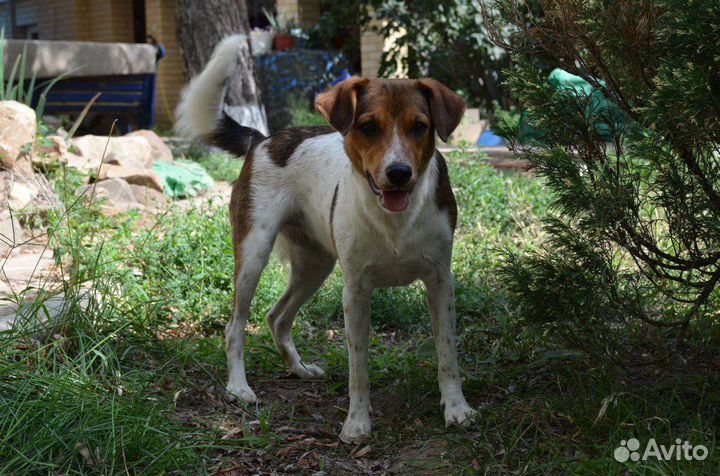 Ханна ищет дом