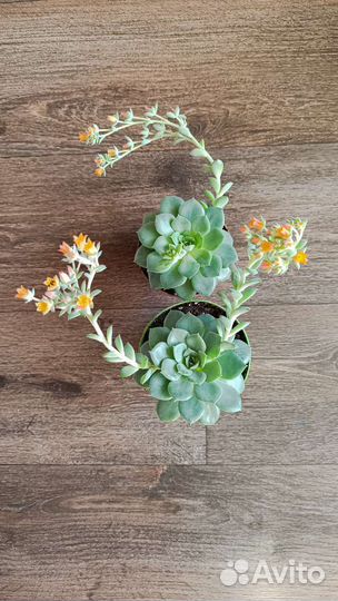 Суккуленты