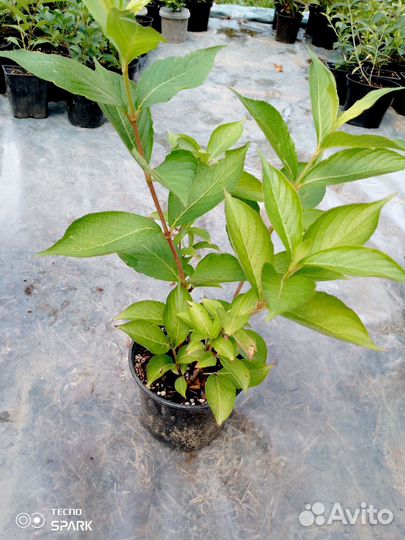 Растения для сада