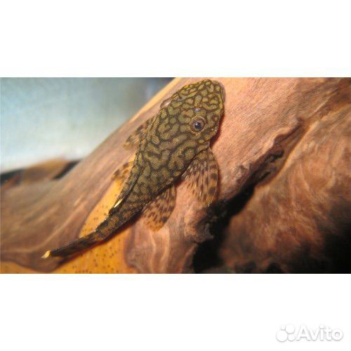 Анциструс Мадре Де Диос L-393