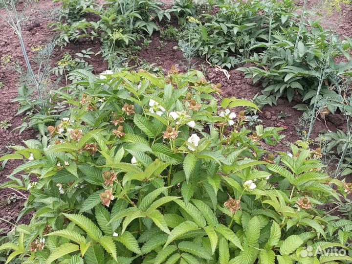 Тибетская малина