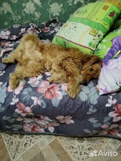 Кокер спаниель