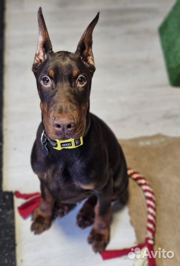 Купировка ушей, хвостов, прибылых пальцев