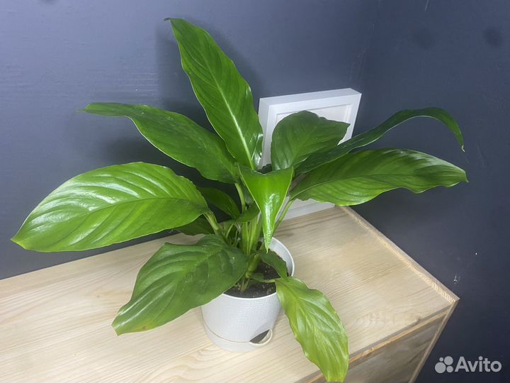 Спатифиллум