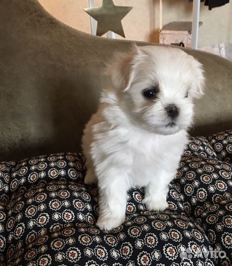 Мальтезе корея