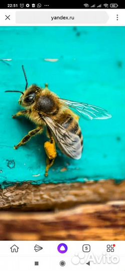 Пчелопакеты карника, бакфаст май, июнь 2023г