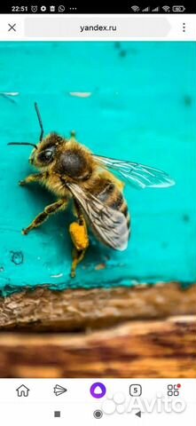 Пчелопакеты карника, бакфаст май, июнь 2023г