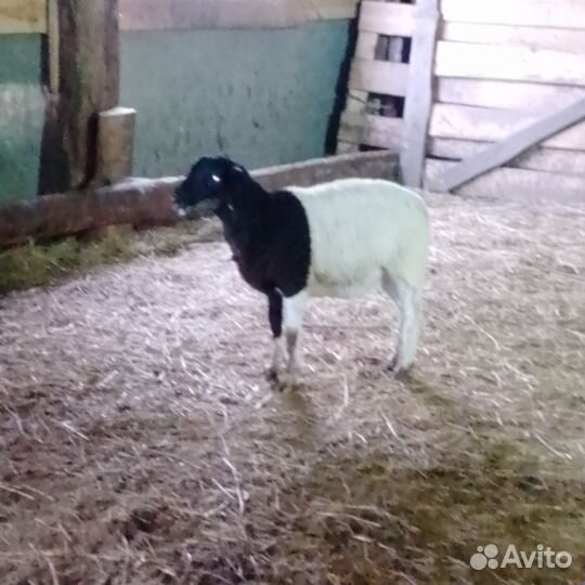 Овцы бараны ягнята дорпер