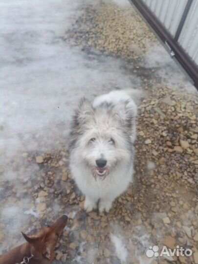 Щенки метисы в добрые руки