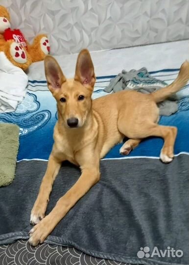 Собака в добрые руки