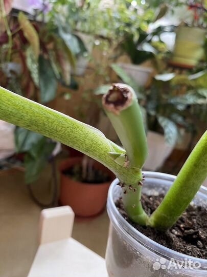 Филодендрон Субхастатум