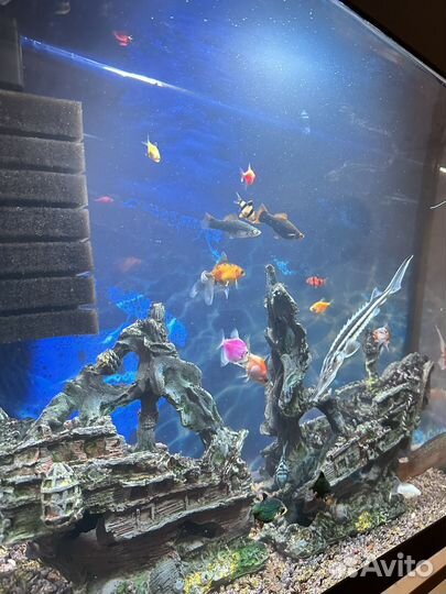 Аквариум вместе с рыбами